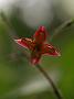 Epimedium alpinum1